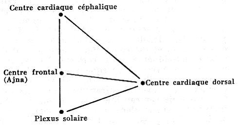 développement avancé du plexus solaire