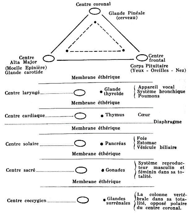 la colonne vertébrale et la tête